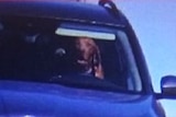 A smiling brown dog sits behind wheel of car.