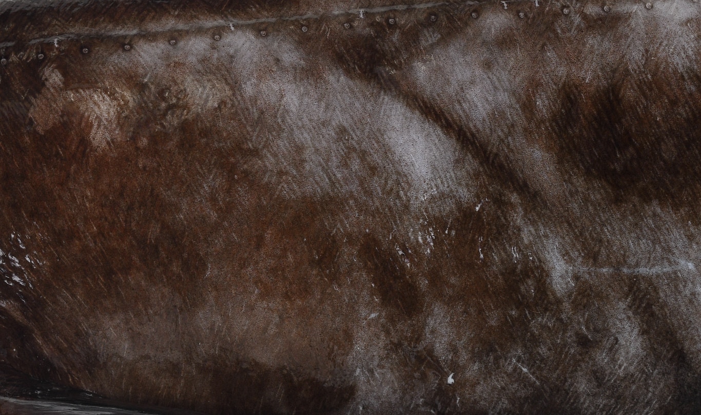 Grey and brown flesh with criss-cross etchings.
