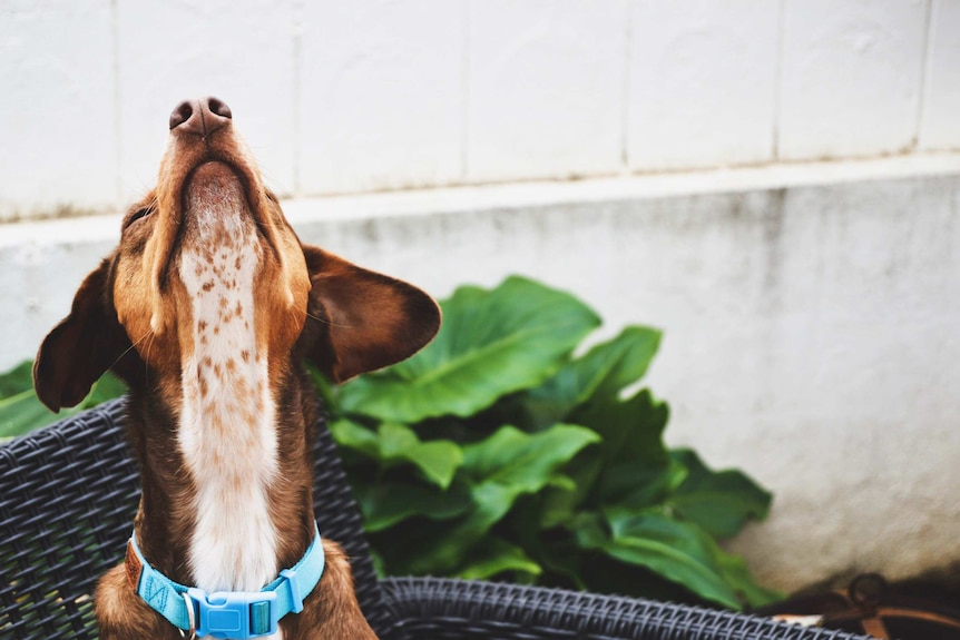 Dog sitting on a garden chair with his nose pointed toward the sky and plants surrounding him, for a story for poisonous plants.