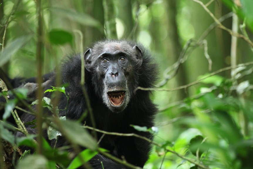 A chimpanzee in a forest with mouth open, showing worn teeth