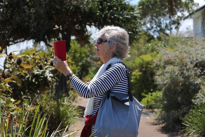A elderly woman wearing sunglasses and a striped long shirt takes a photograph with her smartphone amid bush shrub.