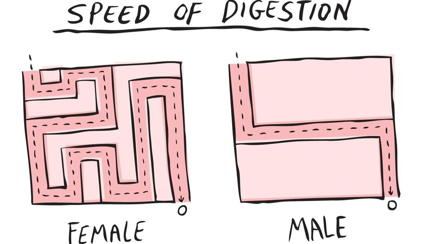 Cartoon using comparison of complex and simple maze routes to show sex differences in food passage through gut.
