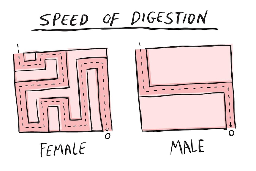 Cartoon using comparison of complex and simple maze routes to show sex differences in food passage through gut.