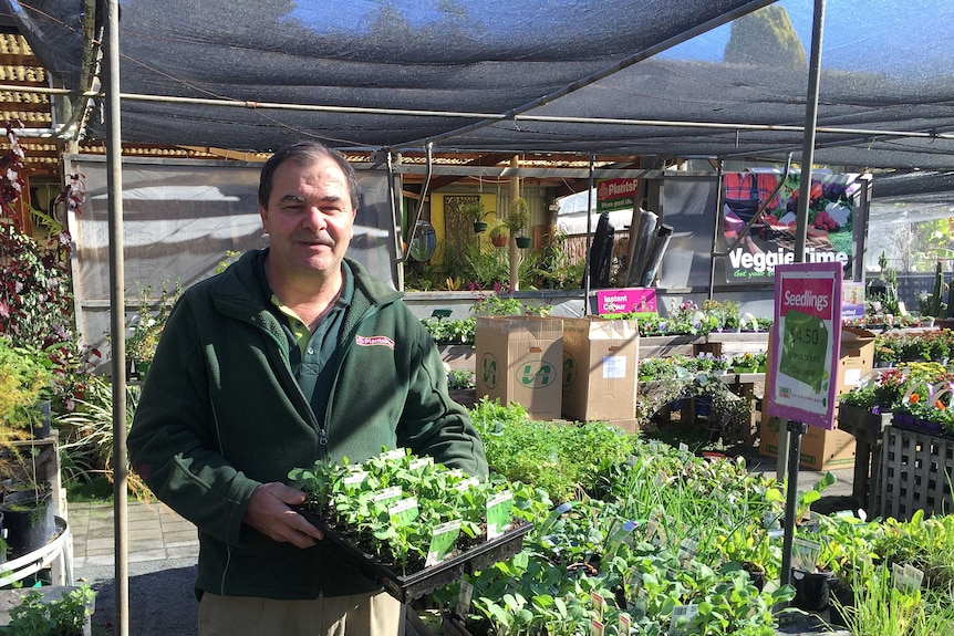Stephan Ebert holds up a tray of seedlings at his work. They are on sale because no one is planting.