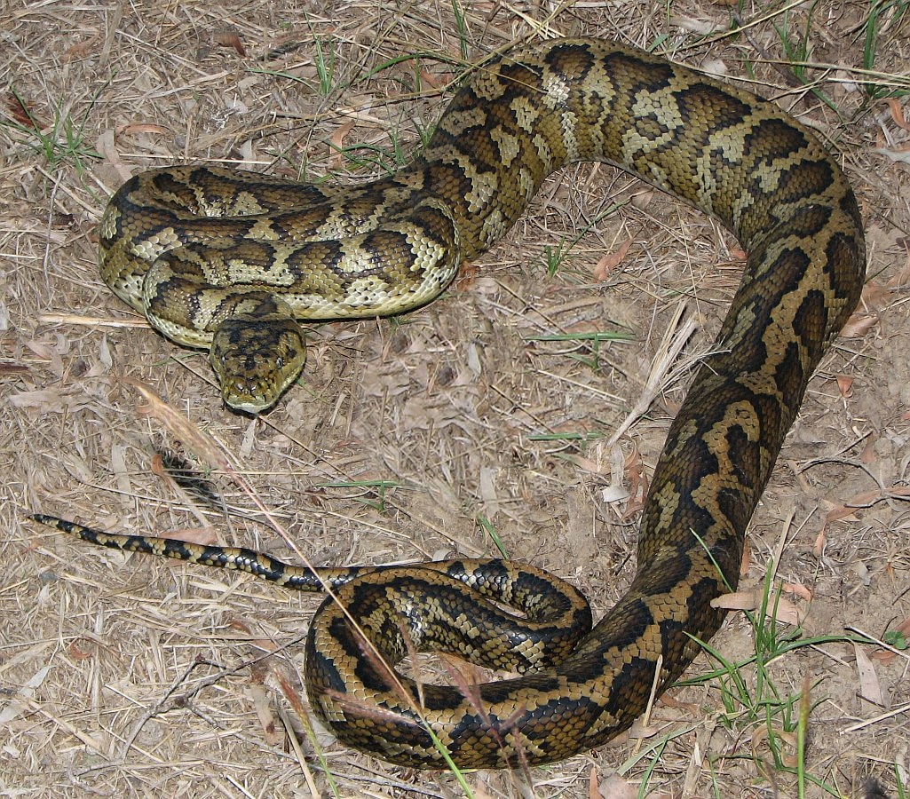 Pomeranian rescued from the jaws of 3.5-metre python at a Noosa dog beach