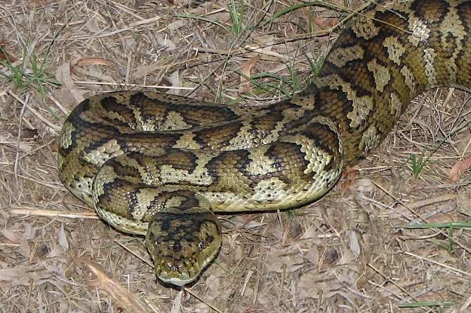 A long fat, green and brown snake with a diamond pattern on its back, on leaf mulch.