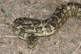 A long fat, green and brown snake with a diamond pattern on its back, on leaf mulch.