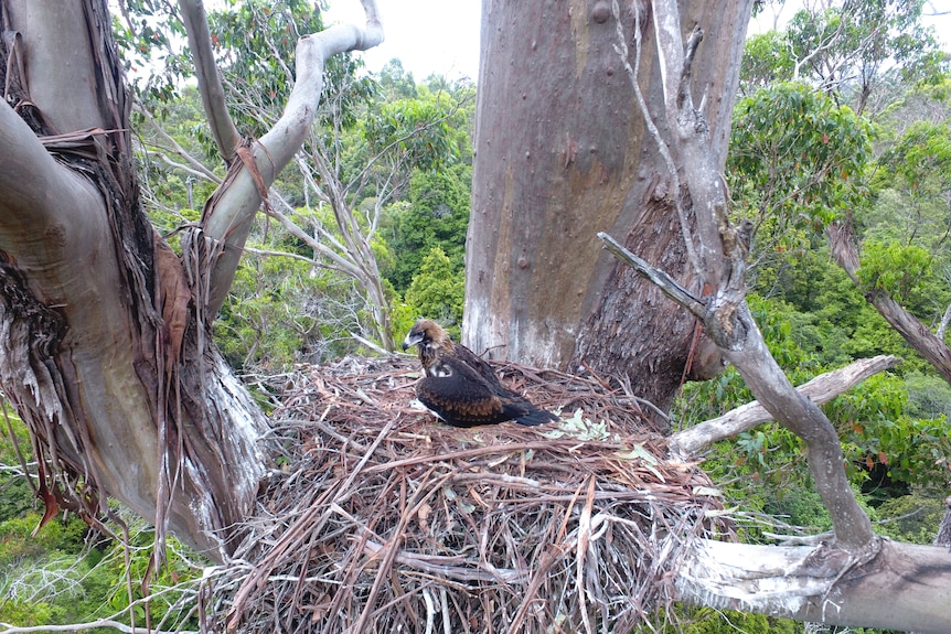 A wedge-tailed eagle sits in the middle of its nest high in a eucalypt.