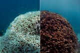 Left shows coral bleached of all its colour and the right shows the coral brown and dying.
