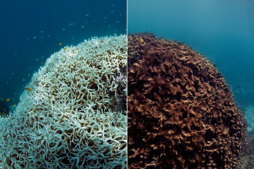 A split photo with the left showing coral bleached of all its colour and the right showing the coral brown and dying.