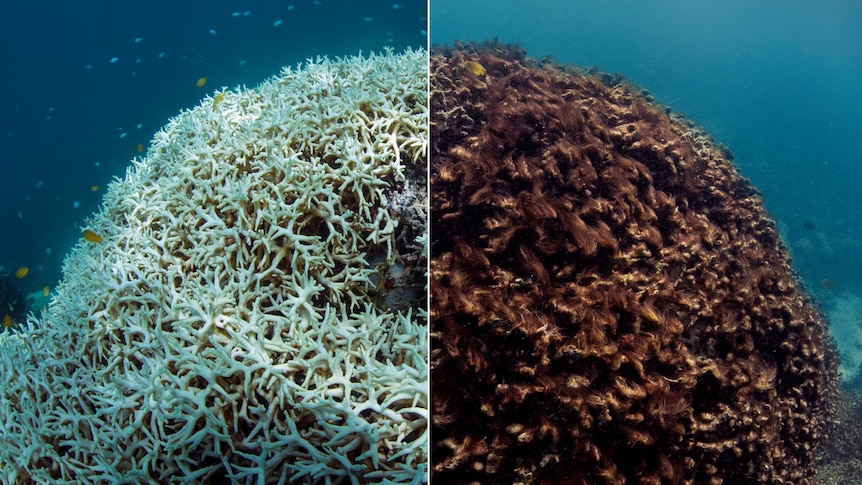 A split photo with the left showing coral bleached of all its colour and the right showing the coral brown and dying.