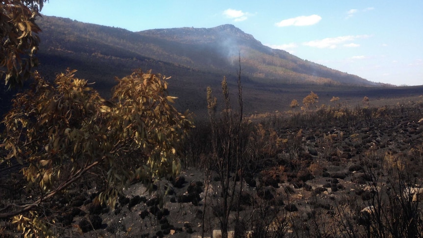 Burnt areas in the Florentine Valley from the 2019 Gell River fire.