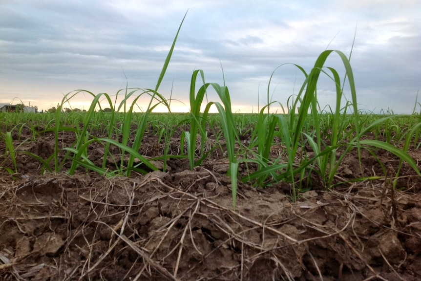 Sugar cane grows on a North Queensland farm