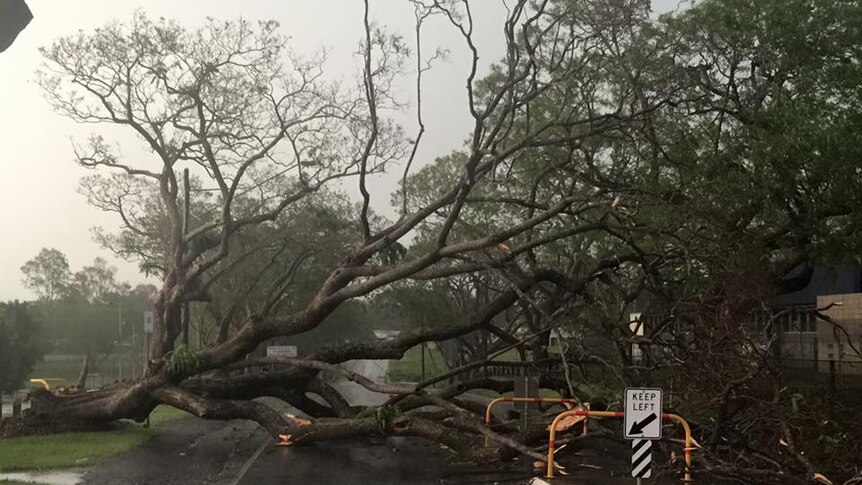 A large tree is brought down across a road in Goodna