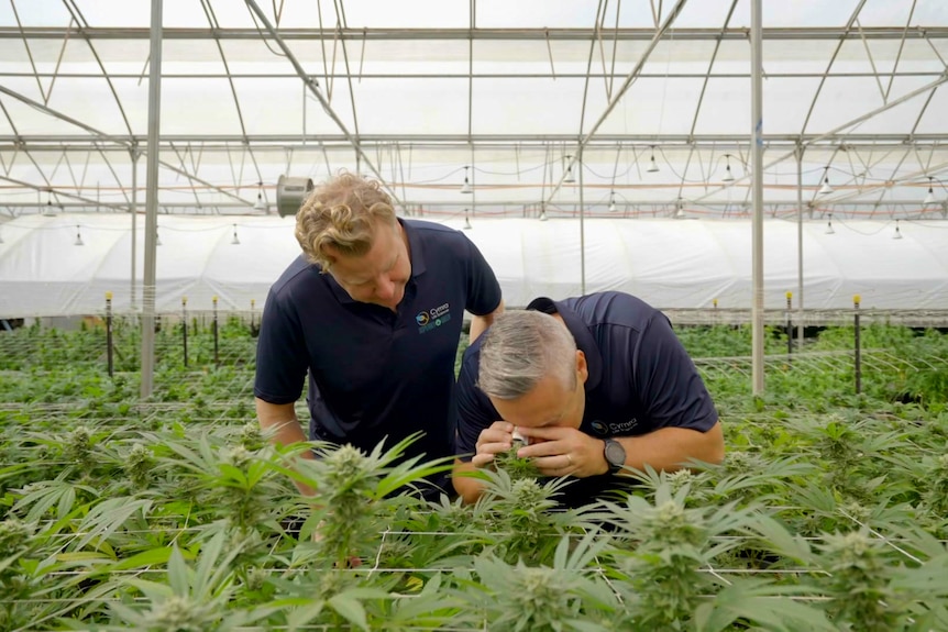 Two men bend over and sniff the cannibis plants in the greenhouse.