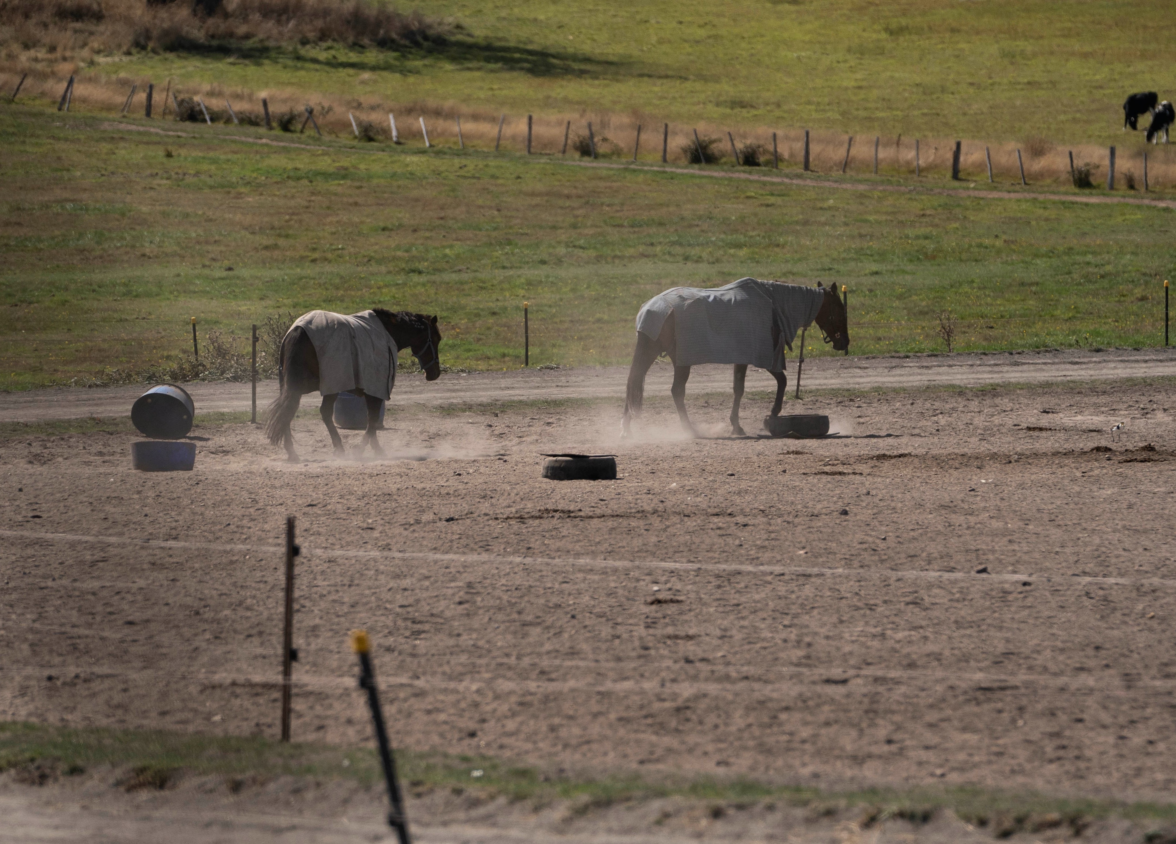 Horses trek through dirt.