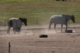 Horses trek through dirt.