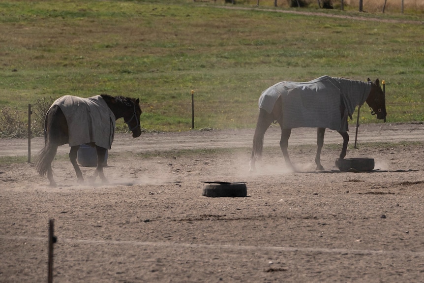 Horses trek through dirt.