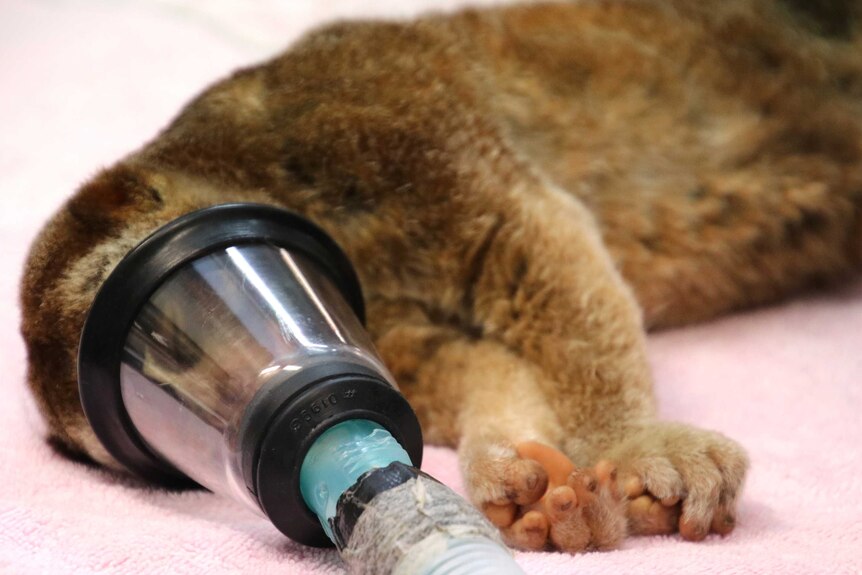 An anesthetised slow loris lies on a vets table, with its face inside an oxygen mask.