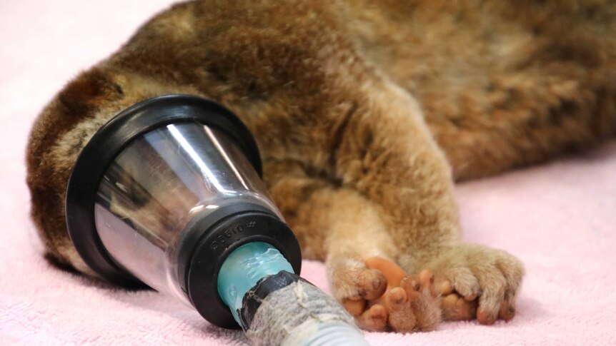 An anesthetised slow loris lies on a vets table, with its face inside an oxygen mask.