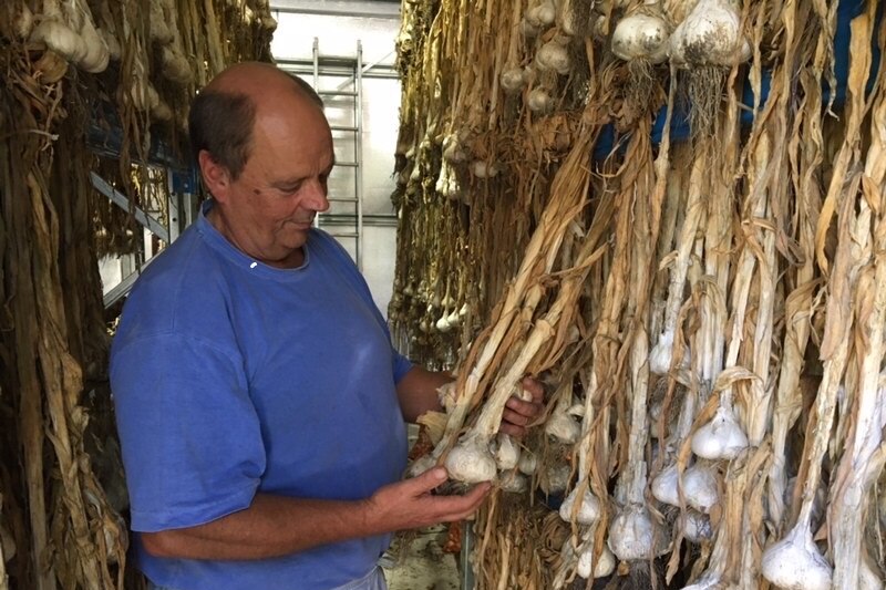 RFS captain Tom Reeve checks the garlic he's had time to plant this season (Feb 2020)