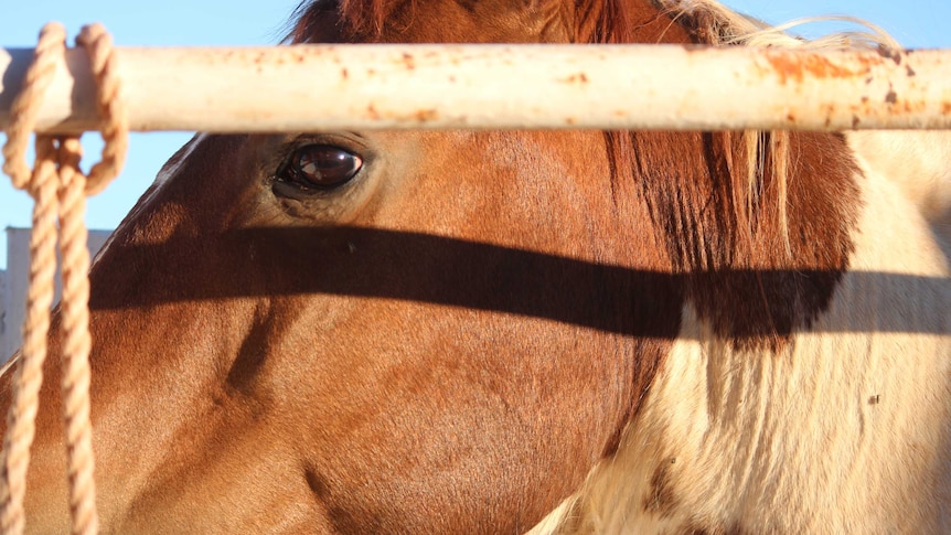 A bronc waits in the chutes at the 2015 Carrieton Rodeo.