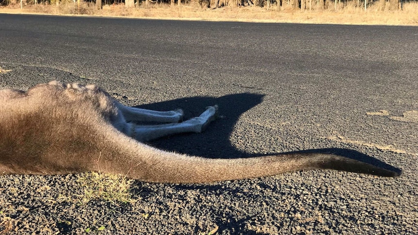 90 per cent of accidents involving animals, involve kangaroos