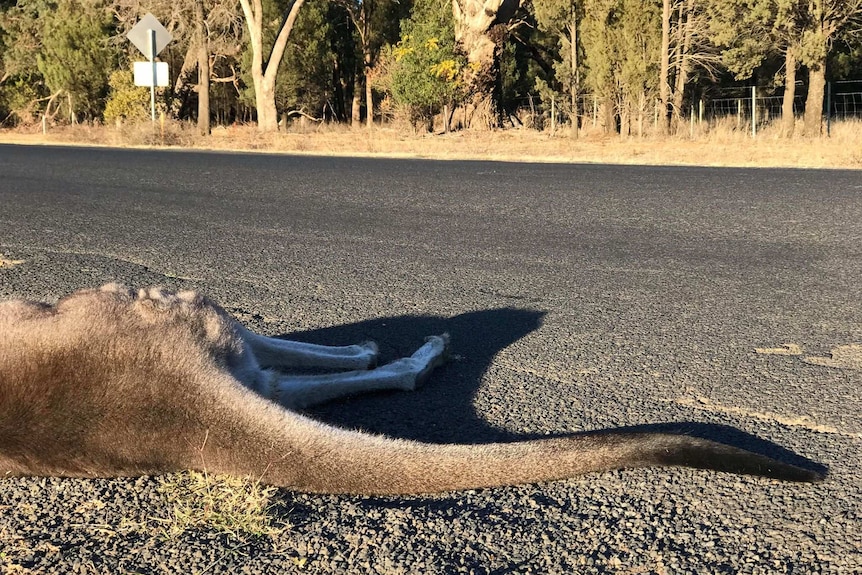 90 per cent of accidents involving animals, involve kangaroos.