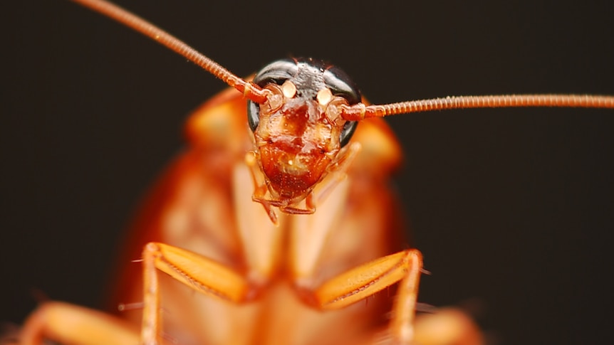 Close up of a cockroach