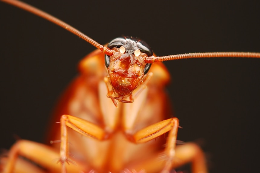 Close up of a cockroach