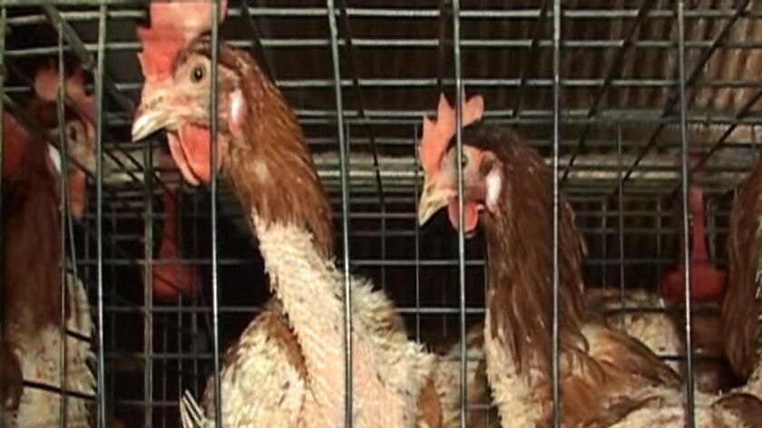 Battery hens, Tasmanian poultry farm.