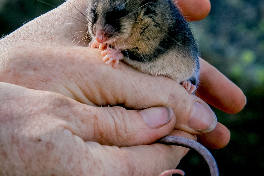 A tiny possum in a hand