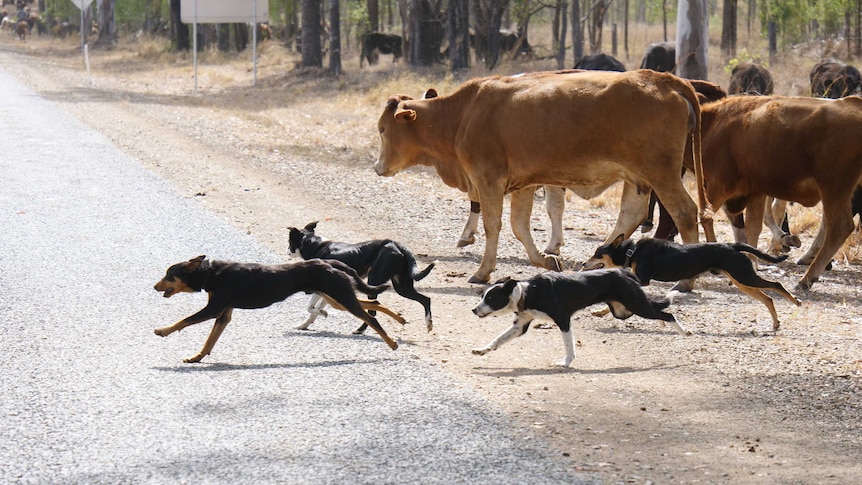 4 black, white, tan dogs round up cattle on a dusty roadside. They're angling them onto the road. In the distance cattle graze