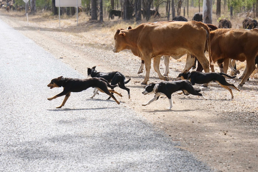 4 black, white, tan dogs round up cattle on a dusty roadside. They're angling them onto the road. In the distance cattle graze