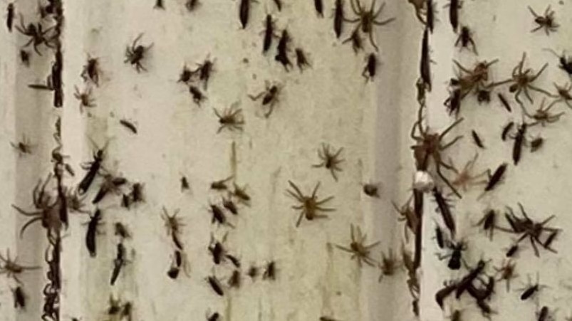 A wall with dozens of spiders on it