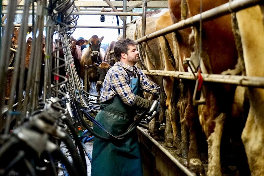 A man working in a  dairy shed.