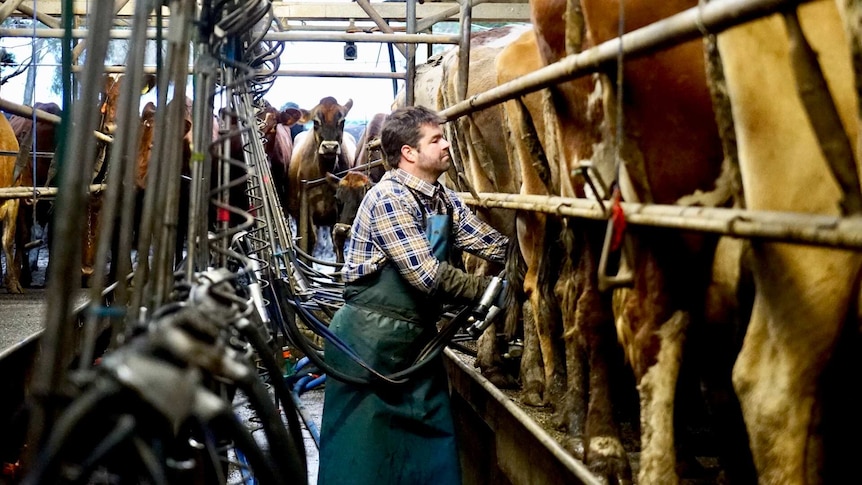 A man working in a  dairy shed.