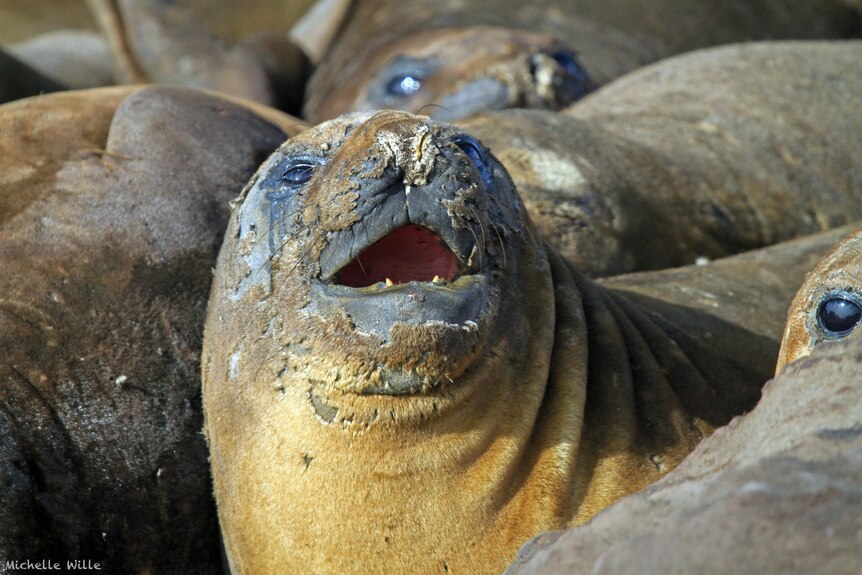 An elephant seal looking unwell.