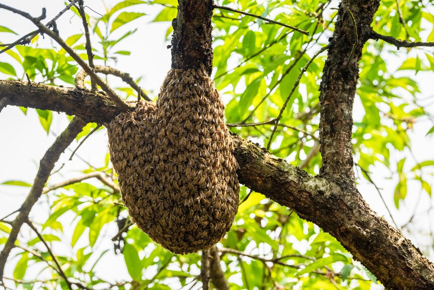 bee swarm in tree