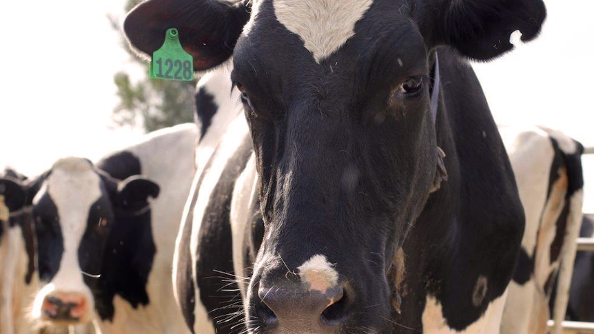 A close-up shot of a dairy cow looking at the camera with a green tag on its ear and other cows in the background.