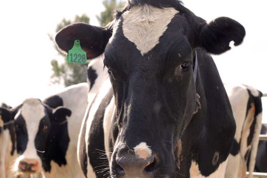 A close-up shot of a dairy cow looking at the camera with a green tag on its ear and other cows in the background.