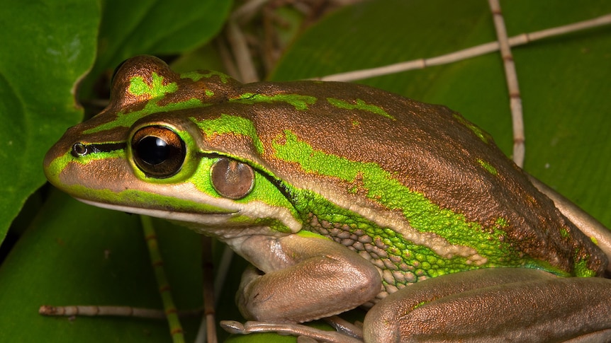 A green and gold frog sitting on green leaves. 