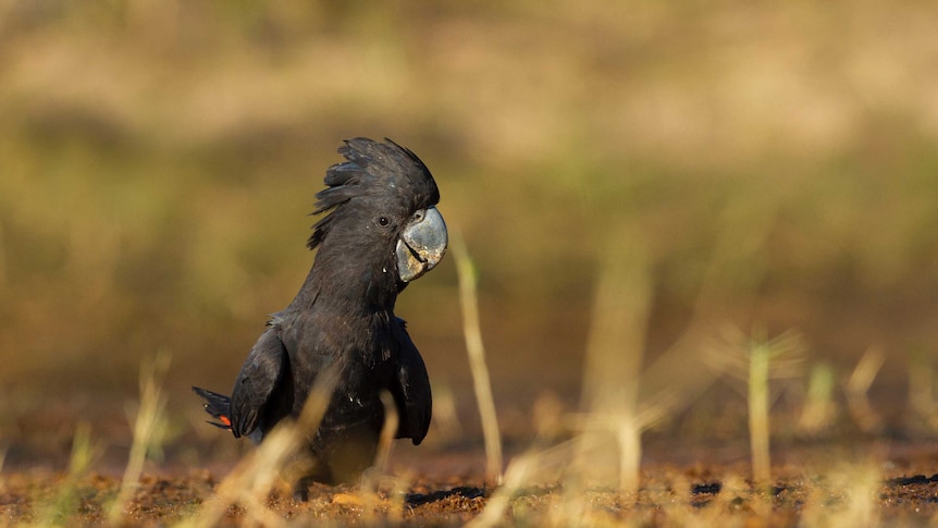 A black cockatoo squatting down in dry-looking grassland.