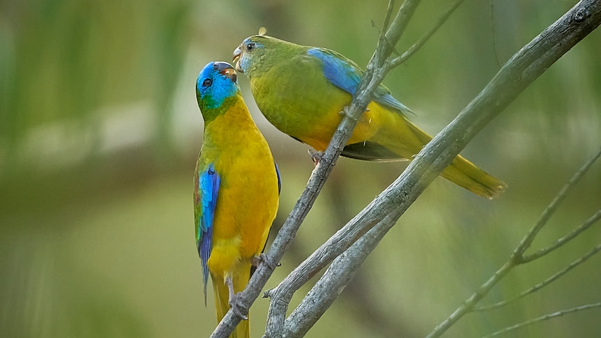 Two turquoise parrots with their mouths nearly touching on a tree branch.