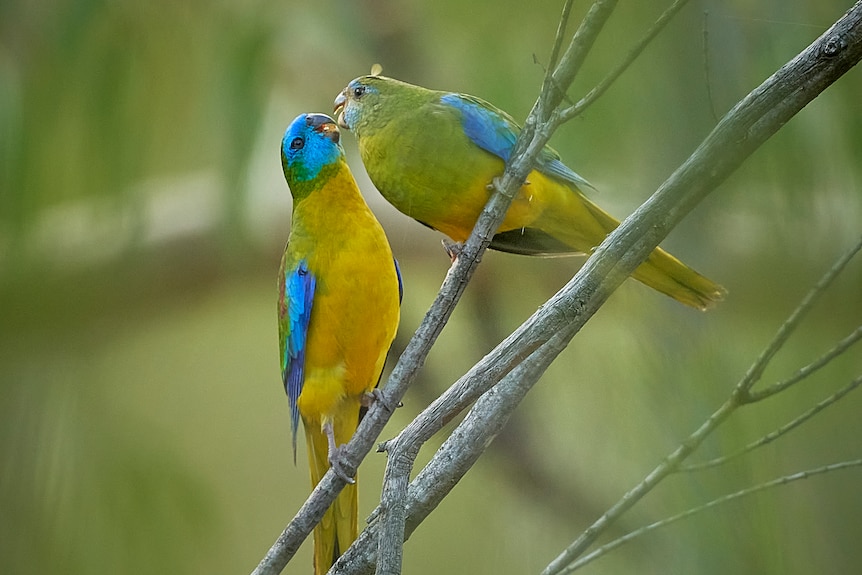 Two turquoise parrots with their mouths nearly touching on a tree branch.