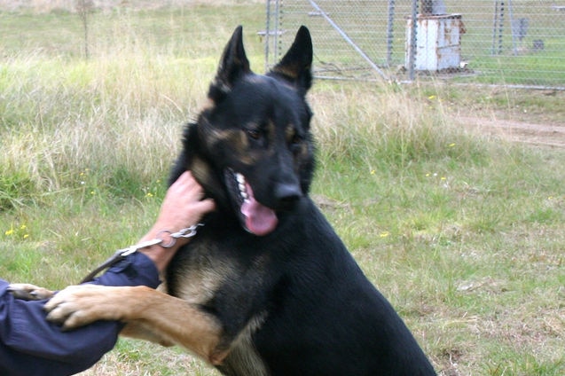 Impaled police dog dies in surgery