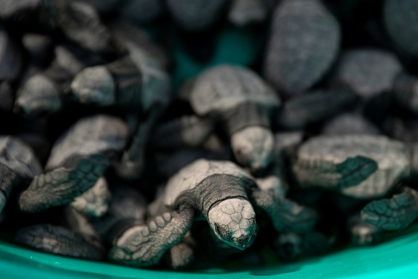 Baby turles in a bucket. 