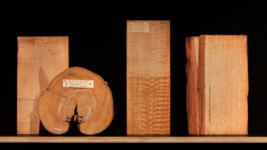 Warm timber specimens are displayed in a dark museum display. 