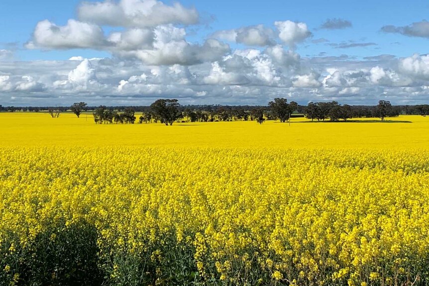 A sea of yellow flowers under a blue sky as the canola crop is in full bloom. 