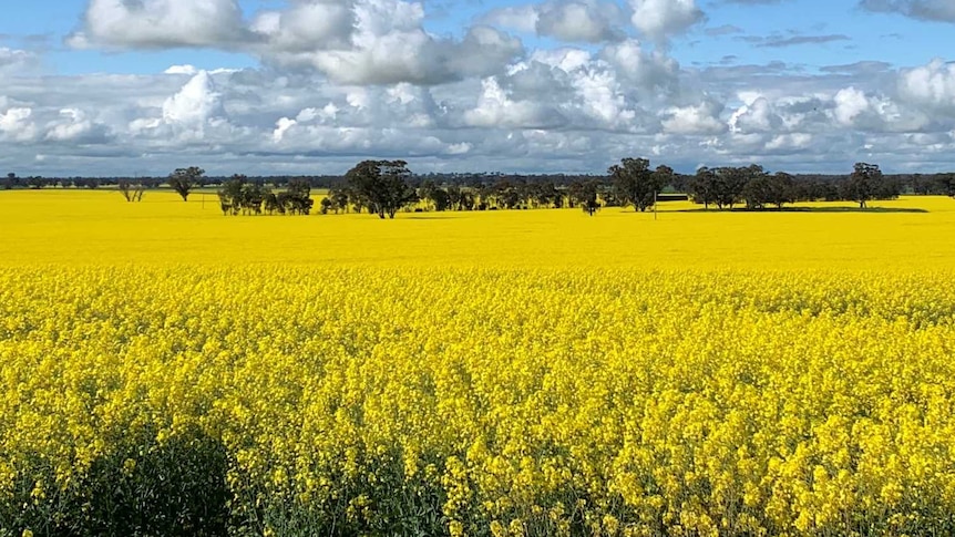 Canola crop in full bloom